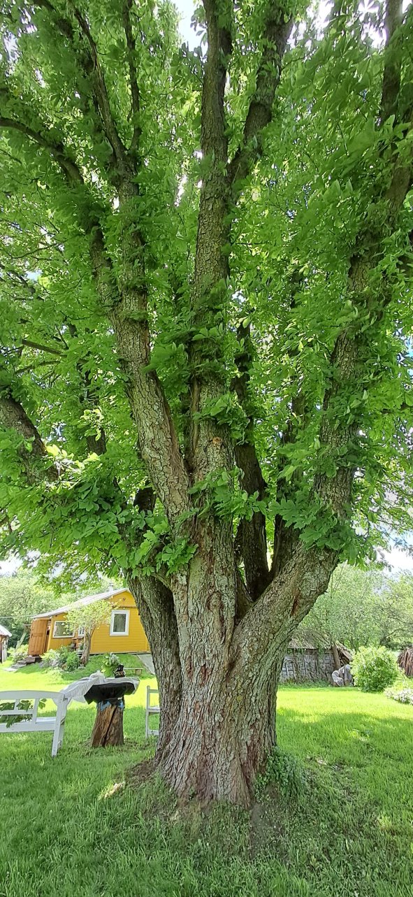 Pavasarių kaštonas visu ūgiu