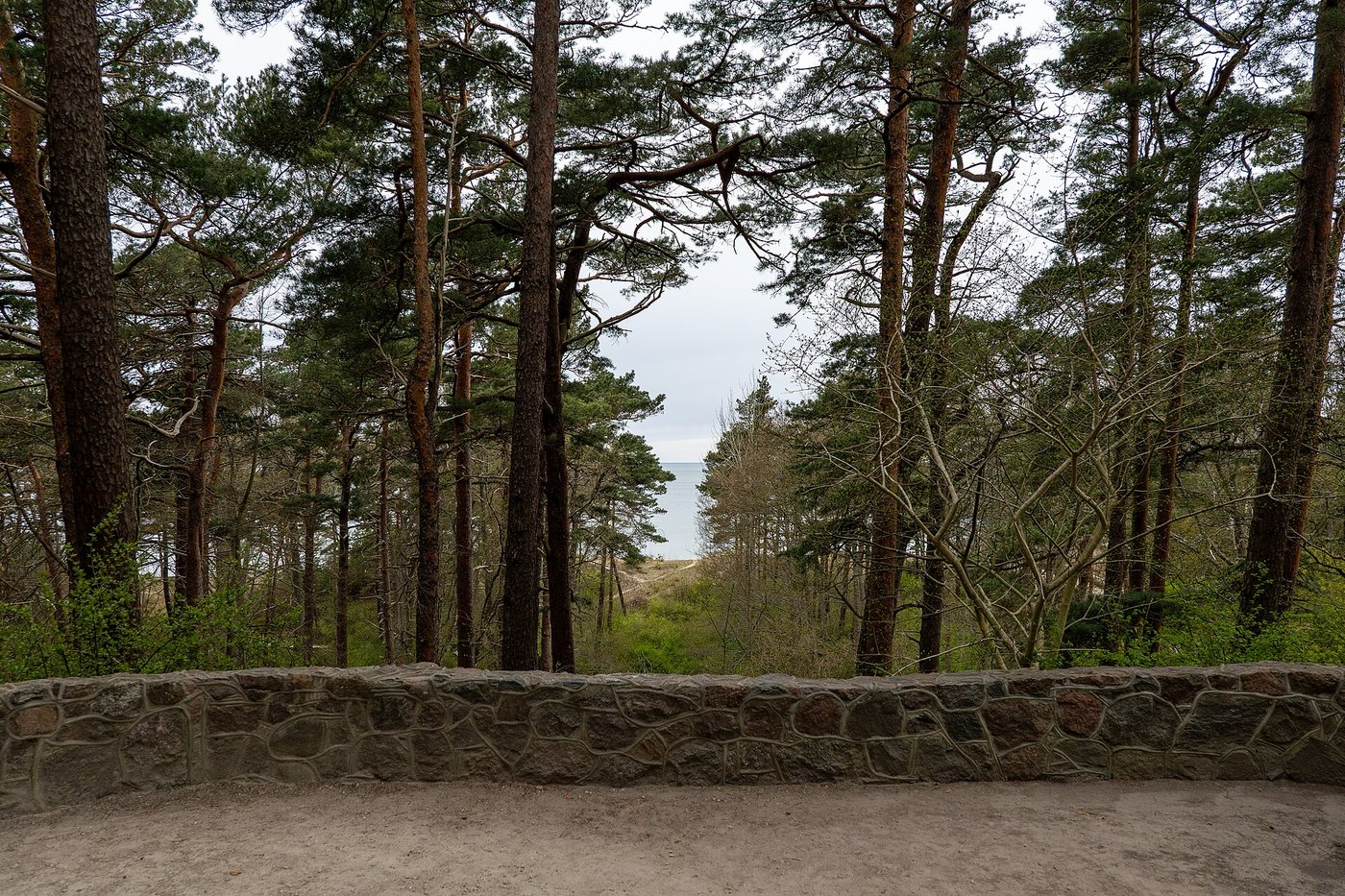 Vaizdas į Baltijos jūrą nuo Birutės kalno pro pušis